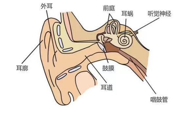 奥地利耳蜗最新款——重塑听觉体验的尖端科技